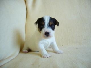 Parson Jack Russell Terrier Dame