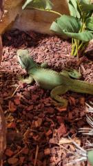 Wasseragame Päärchen
