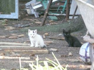 Katzenbabys zu verschenken