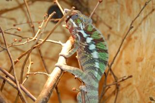 Furcifer pardalis 2. 3 Diego suarez