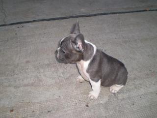 Französische Bulldog