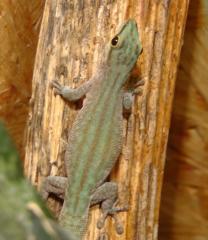 Phelsuma abotti chekei 1. 1