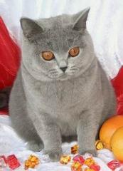 BKH/KARTÄUSER KATZE kastriert abzugeben