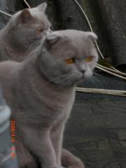 BKH Deckkater
