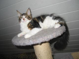 James Cook Maine Coon Kater sucht ein zu Hause