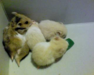 6 niedliche Hamsterbabys sind zur Abgabe bereit