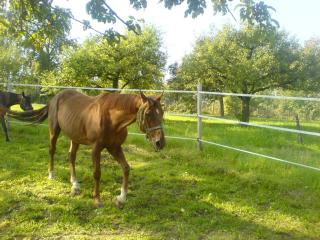 Suche eine liebe Reitbeteiligung