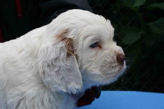 CLUMBER SPANIEL WELPEN mit VDH-PAPIEREN