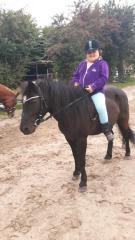 Aus Hobby Zucht mehrere Geritten und gefahrene Shettys und Ponys zu Verkaufen