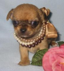 Chihuahua -Welpen, auch besondere Farben, aus seriöser Zucht