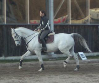 Brandenburger, Wallach, 10 Jahre, 169cm, Schimmel