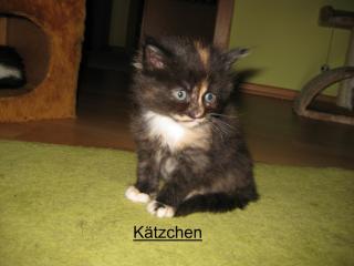 Süsses Kätzchen