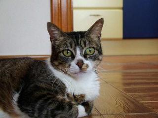 Chubbs, wer gibt mir eine Chance