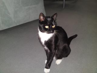 Dringend Tierfreunde gesucht