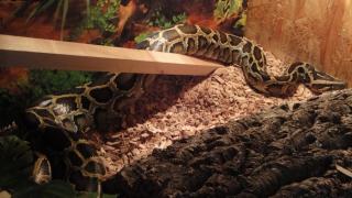 Tigerpython u. gelbe Anaconda