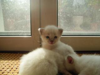 Heilige Birma kitten suchen Neues Heim