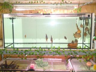 Aquarium 150x60x60 1 jahr alt top zustand