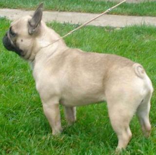 Hundebetreuung