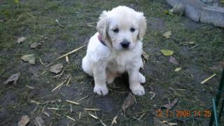 Golden Retrieverbabys zu Verkaufen.