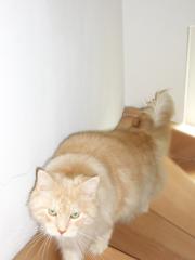 Cremefarbender Kater sucht liebes neues Zuhause