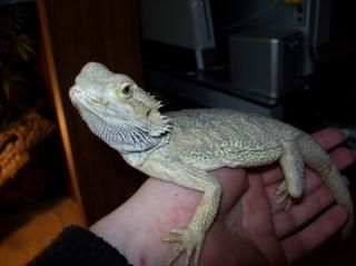 Kleine Bartagame abzugeben 10 Monate alt, Männchen