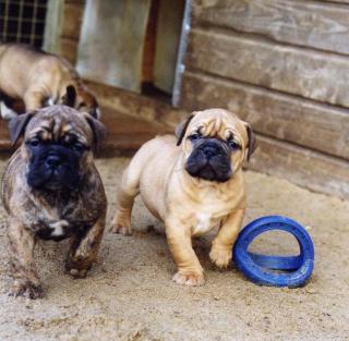 Da c apo Dog Welpen