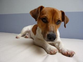 Süsse Jack Russell Welpen
