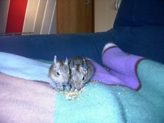 Degus zu verkaufen