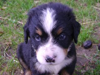 Berner Sennenhund Welpen