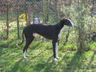 Pflegestellen für Galgos gesucht von eingetragenem Tierschutzvrein