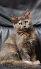Süße Maine Coon Kitten in tollen Farben