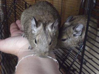 4 Degus suchen ein neues zuhause