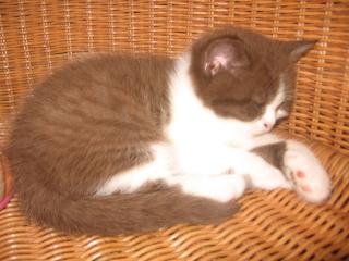 BKH-Kitten