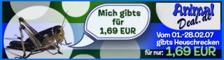 Heuschrecken nur 1, 69 Euro pro Dose