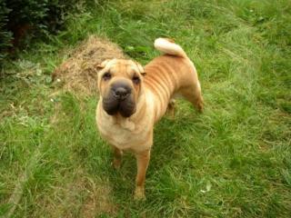 Faltenhunde-der Shar Pei Forum