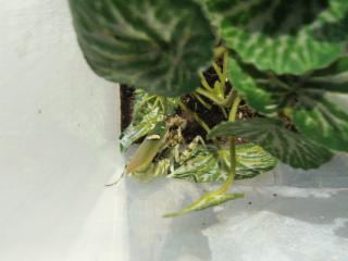 Biete creobroter ocellata