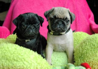 Bildhübsche und Reinrassige Mops Welpen mit EU-Heimtierausweis.