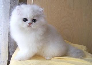Perser- und Exotic Shorthair-Babys in chinchilla und silver shaded