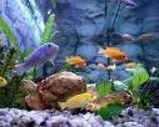 Kleine orange und blaue Barsche