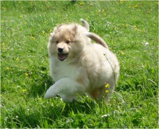 Colliewelpe, gold-sable-weiss, VDH-Pap. , langh. von priv