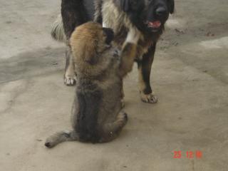 Kaukasischer schäferhundwelpe abzugeben