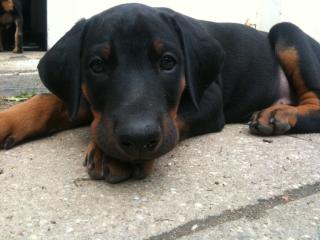Schöne Dobermannwelpen