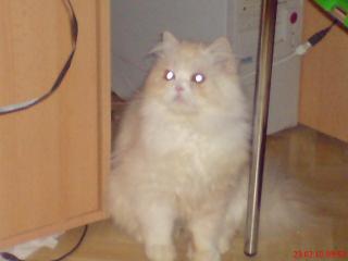Perserkater 6 Monate sucht liebevollen Dosenöffner.