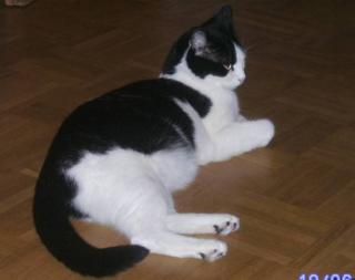 Kater vermisst