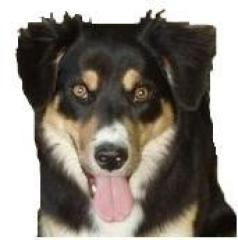 Sabrina s Hundebetreuung
