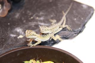 Bartagamen - Pogona vitticeps