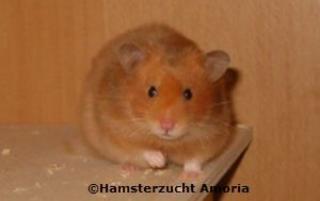Hamsterzucht Amoria