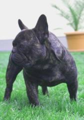 Zucht von Französischen Bulldoggen
