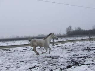 Araber hengst AV