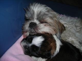 Shih tzu Rüde